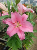 [4212 Emani No02.JPG]